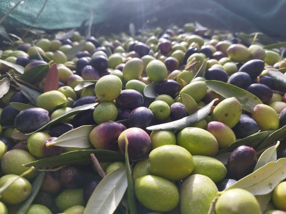 Azienda Agricola Pillitteri – Olio e Mandorle